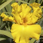 Bold Gold - tall bearded Iris