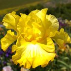 Bold Look - reblooming tall bearded Iris