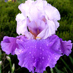 Bolder Boulder - fragrant reblooming tall bearded Iris