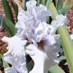 Bonus Bucks - fragrant tall bearded Iris