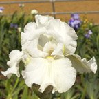 Bonus Mama - reblooming tall bearded Iris