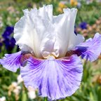 Boogie Woogie - tall bearded Iris