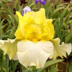 Boom Boom Blonde - Border bearded Iris