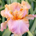 Boomerang - reblooming tall bearded Iris