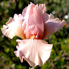 Cameo Blush - reblooming Border bearded Iris