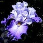 Born To Exceed - fragrant tall bearded Iris
