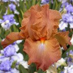 Boss Tweed - fragrant tall bearded Iris