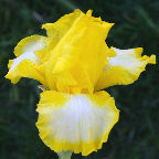 Bottled Sunshine - fragrant reblooming Intermediate bearded Iris