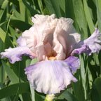 Boudoir - tall bearded Iris