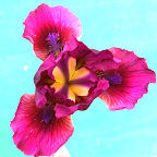 Bowl of Cherries - SDB Standard Dwarf Bearded