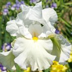 Boxwink's Iditarod - tall bearded Iris