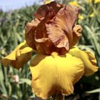 Boy Friend - fragrant tall bearded Iris