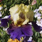 Boysenberry Buttercup - fragrant reblooming tall bearded Iris