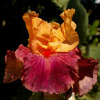 Braggadocio - fragrant reblooming tall bearded Iris