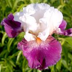 Brave Face - tall bearded Iris