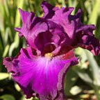 Brazenberry - fragrant tall bearded Iris