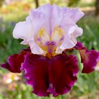 Brazilian Holiday - fragrant reblooming tall bearded Iris