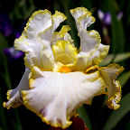 Bride's Halo - tall bearded Iris