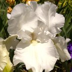 Bridge In Time - fragrant reblooming tall bearded Iris