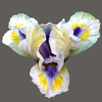 Bright Blue Eyes - fragrant reblooming SDB Standard Dwarf Bearded