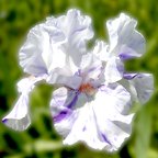Brindled Beauty - fragrant tall bearded Iris
