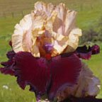 Broad Shoulders - reblooming tall bearded Iris