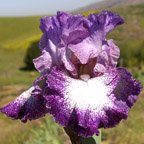 Broadband - fragrant tall bearded Iris