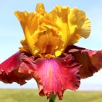 Broadway Joe - tall bearded Iris