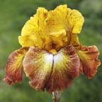 Broadway - reblooming tall bearded Iris