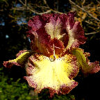 Broken Link - fragrant reblooming Border bearded Iris