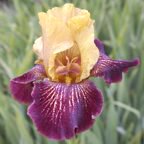Bronco Down - fragrant tall bearded Iris