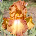 Bronze Fawn - tall bearded Iris