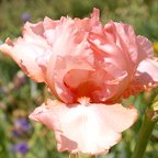 Bubble Dancer - tall bearded Iris