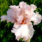 Bubble Up - tall bearded Iris
