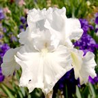 Bubbly Mood - tall bearded Iris