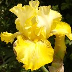 Buckwheat - fragrant reblooming tall bearded Iris