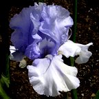 Bugleboy Blues - fragrant reblooming tall bearded Iris