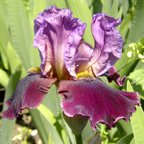 Burgundy Party - tall bearded Iris