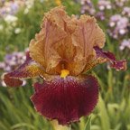 Burnt Crisp - fragrant tall bearded Iris