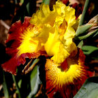 Burst of Glory - fragrant tall bearded Iris