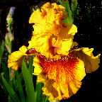 Burst - fragrant tall bearded Iris