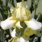 Butter on Ice - fragrant tall bearded Iris