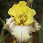Butterfingers - fragrant tall bearded Iris