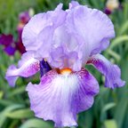 Butterfly Kiss - tall bearded Iris