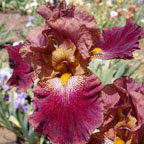 By His Stripes - tall bearded Iris