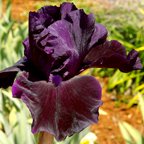 Bye Bye Blackbird - fragrant reblooming tall bearded Iris