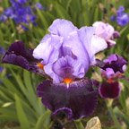 Cabaret Royale - reblooming tall bearded Iris