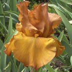 Cable Car - fragrant tall bearded Iris