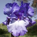 Cabot Cove - fragrant tall bearded Iris