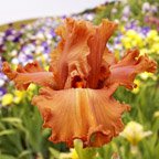 Cafe Ole - tall bearded Iris